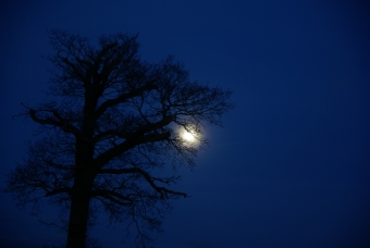 luzy.jpg (42777 bytes)