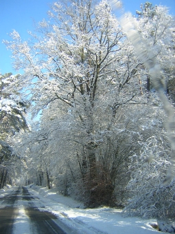 marianne.jpg (108798 bytes)