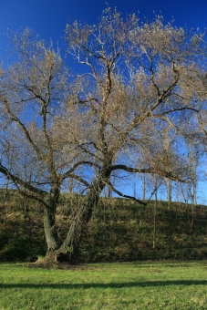 martin.jpg (98452 bytes)