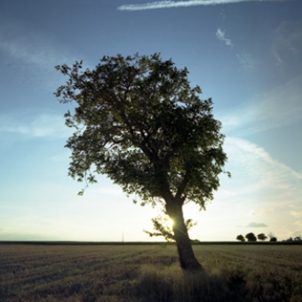 morillon.jpg (83966 bytes)