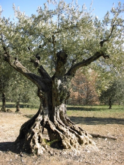 nicol23.jpg (114794 bytes)