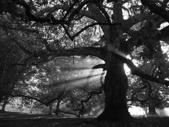 nicolet.jpg (81737 bytes)