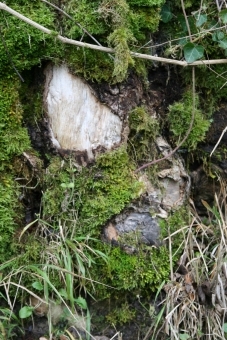 nienor.jpg (104968 bytes)