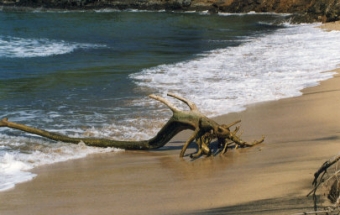 omartin.jpg (62909 bytes)