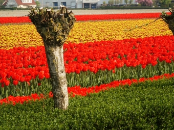 patbanne.jpg (121242 bytes)