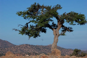 perroceau.jpg (67658 bytes)