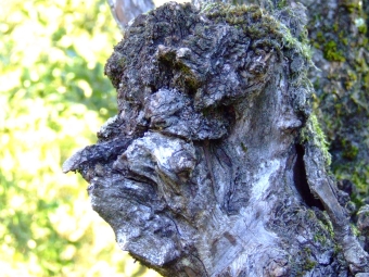 refalo.jpg (107187 bytes)