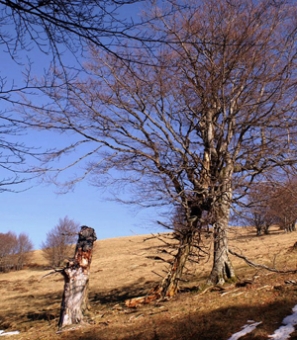 remy.jpg (121138 bytes)