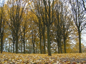 ricco94.jpg (135645 bytes)