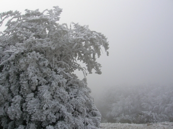 roche.jpg (70114 bytes)