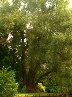 sailboy.jpg (110101 bytes)