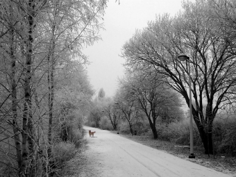 schutters.jpg (80194 bytes)