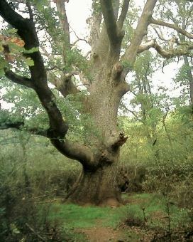 souilhard.jpg (113059 bytes)