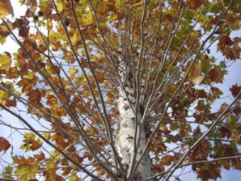 stavros.jpg (110933 bytes)