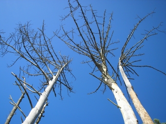 stefanini.jpg (88473 bytes)