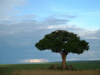 sumian.jpg (53156 bytes)