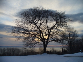 virginies.jpg (83464 bytes)