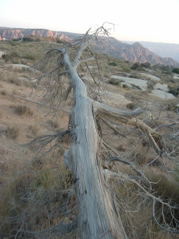 waab.jpg (83895 bytes)