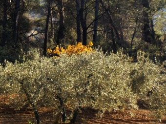 aiguemarine.jpg (111405 bytes)