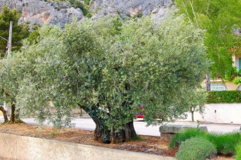 bandidos.jpg (100046 bytes)