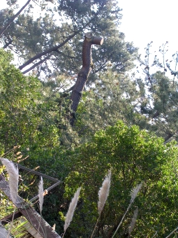 baylan.jpg (118022 bytes)