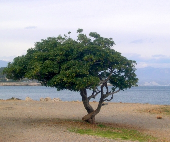 breton.jpg (86988 bytes)