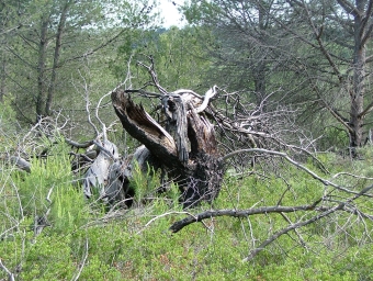 carnuccini.jpg (122544 bytes)