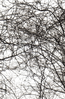 chevrier.jpg (124366 bytes)