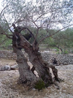 compadiou.jpg (101538 bytes)