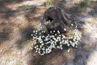 dewitte.jpg (109249 bytes)