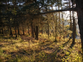 edevis.jpg (117899 bytes)