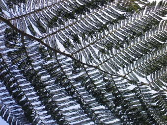 eferngant.jpg (142835 bytes)