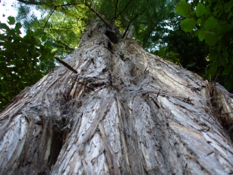 fmassardd.jpg (108739 bytes)