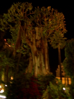 fricano.jpg (70470 bytes)