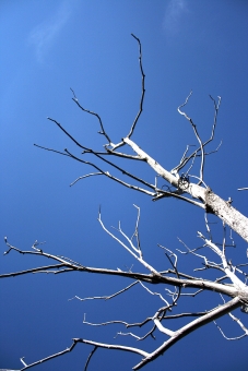 guillaume.jpg (66666 bytes)