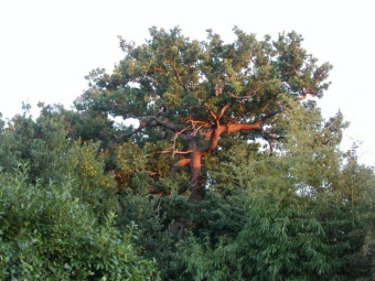 jungbluth.jpg (85551 bytes)