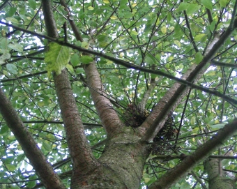 largepret.jpg (125097 bytes)