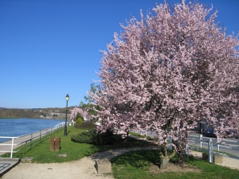 laurent.jpg (95609 bytes)