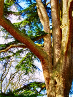 lecam.jpg (126291 bytes)