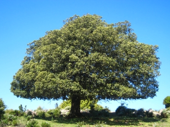 leger.jpg (99998 bytes)