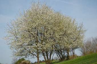 marchal.jpg (85710 bytes)