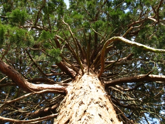 marine.jpg (129636 bytes)