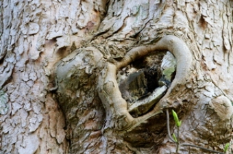 masset.jpg (92165 bytes)