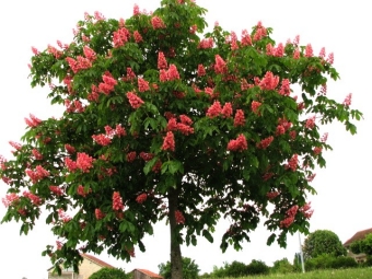 masson.jpg (100018 bytes)