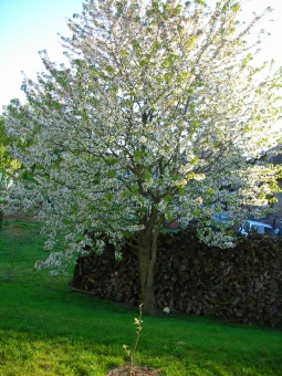 mogouchi.jpg (111108 bytes)