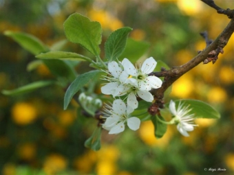 perrin.jpg (65176 bytes)