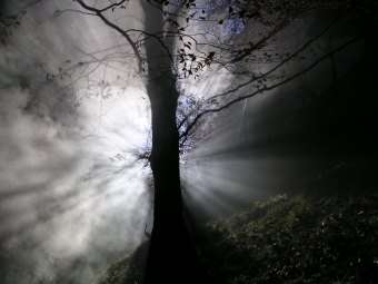 rey.jpg (64571 bytes)