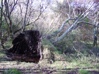 verena.jpg (123206 bytes)