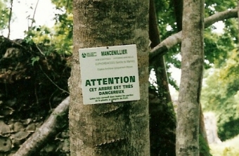 Mancenilliers.jpg (81623 bytes)