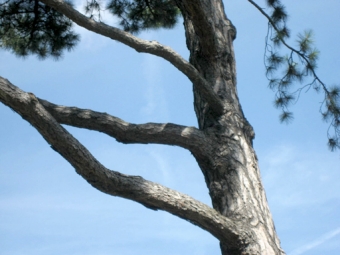 arnaudeau.jpg (71430 bytes)